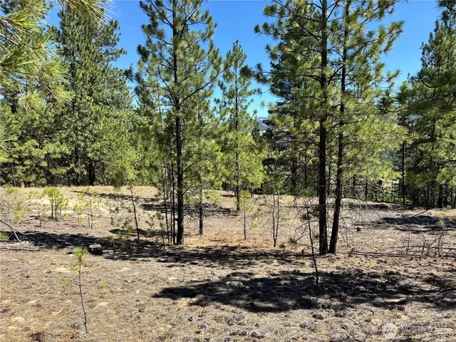 a view of a yard with trees