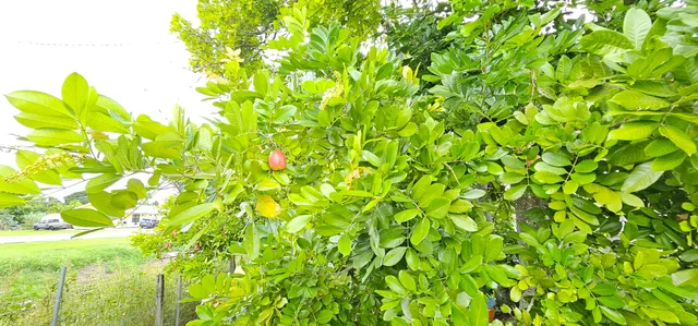 $309,000 | 632 Southwest 13th Street, Belle Glade, FL 33430