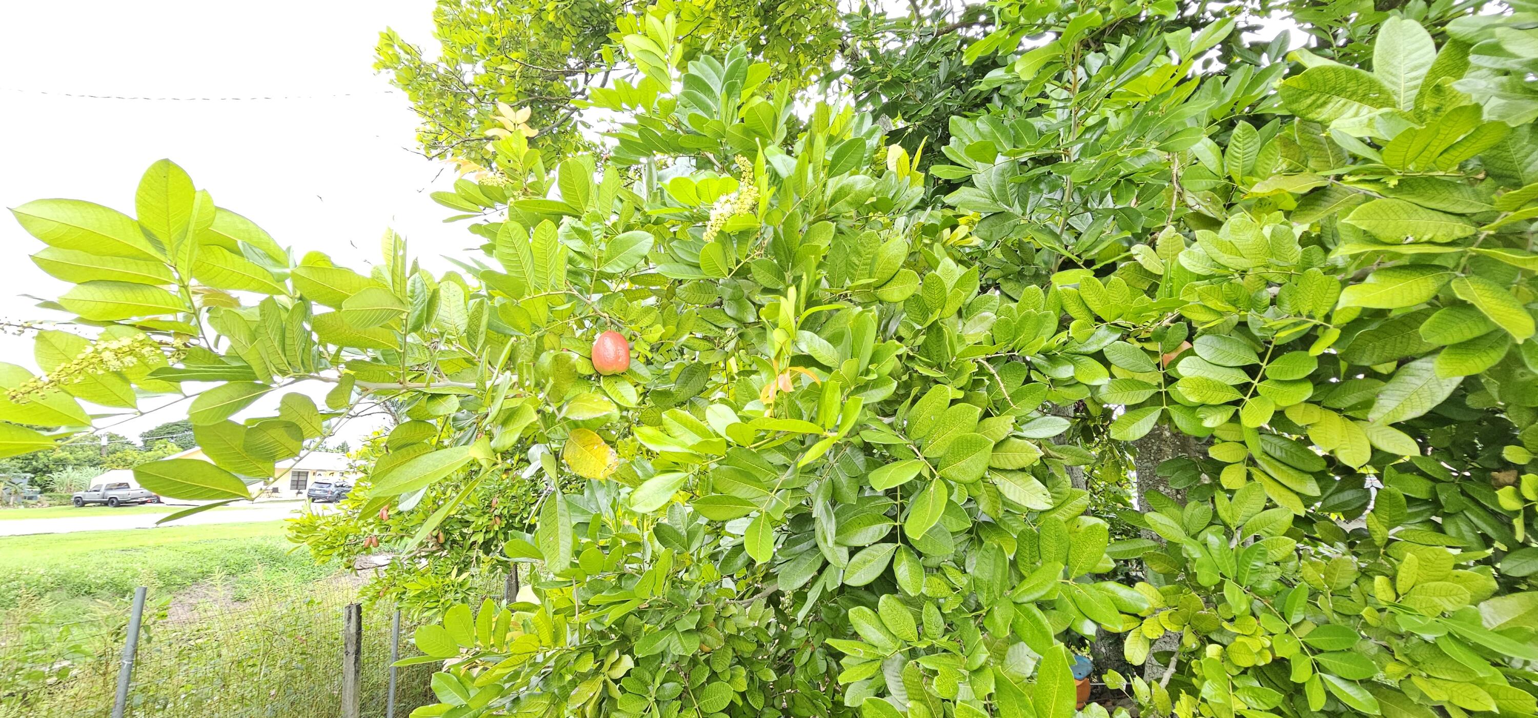 632 Southwest 13th Street Belle Glade, FL 33430 - Photo 25 of 25 20250923_151951