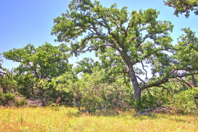 a view of a yard with a tree