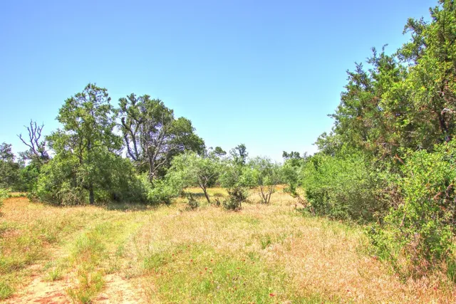 a view of a yard with an trees and plants