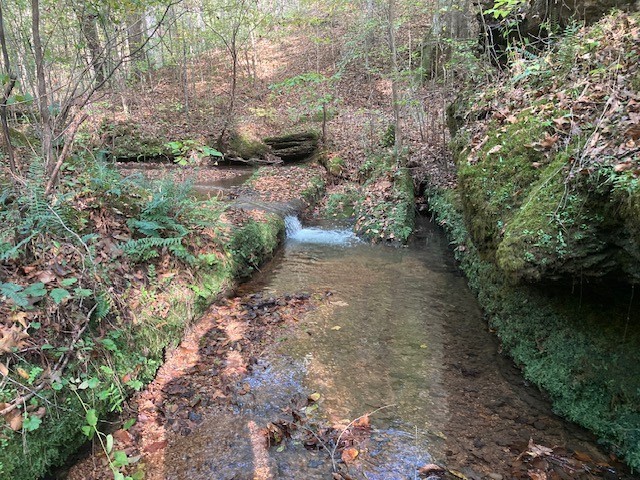 635 Cane Creek Road Hohenwald, TN 38462 - Photo 51 of 71 a view of a forest with trees