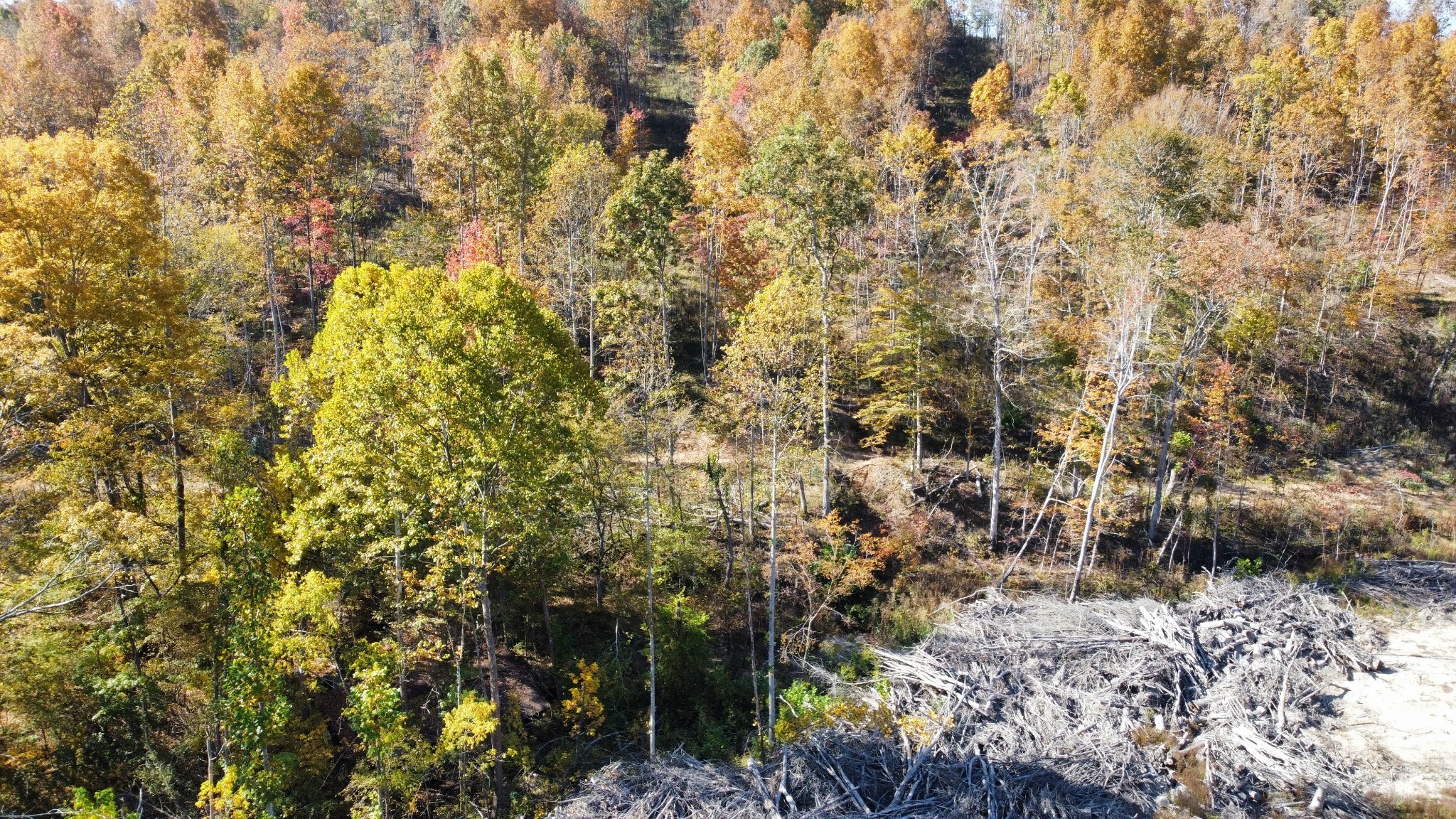 635 Cane Creek Road Hohenwald, TN 38462 - Photo 59 of 71 a view of a yard with plants and trees