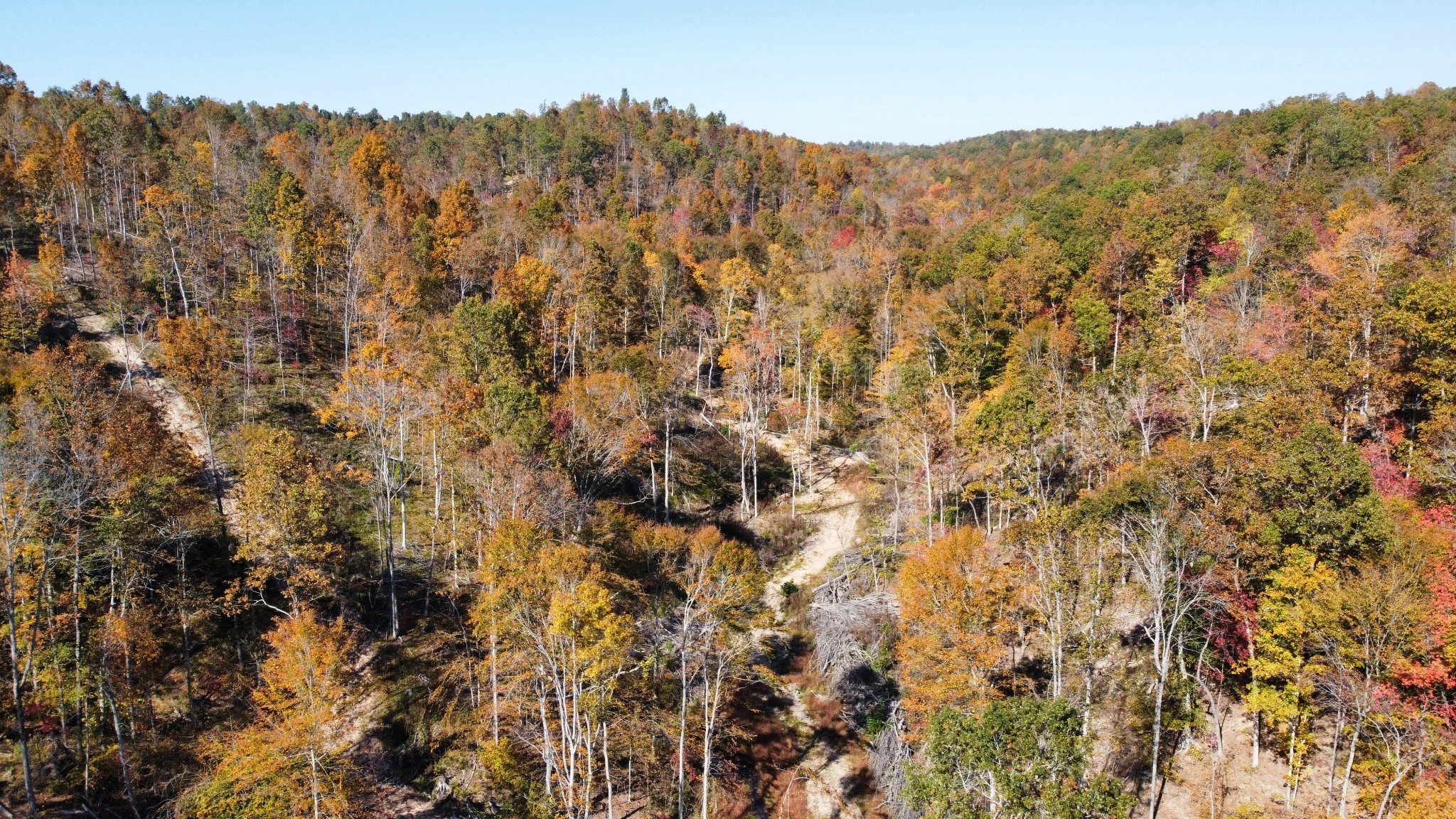 635 Cane Creek Road Hohenwald, TN 38462 - Photo 63 of 71 a view of a dry yard