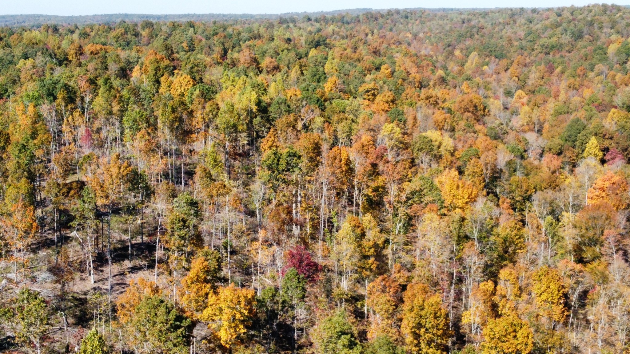 635 Cane Creek Road Hohenwald, TN 38462 - Photo 67 of 71