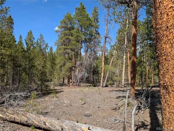 a view of a forest with trees