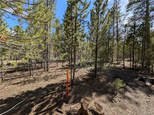 a view of a forest with lots of trees