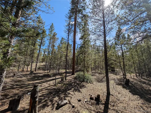 a view of a forest with trees