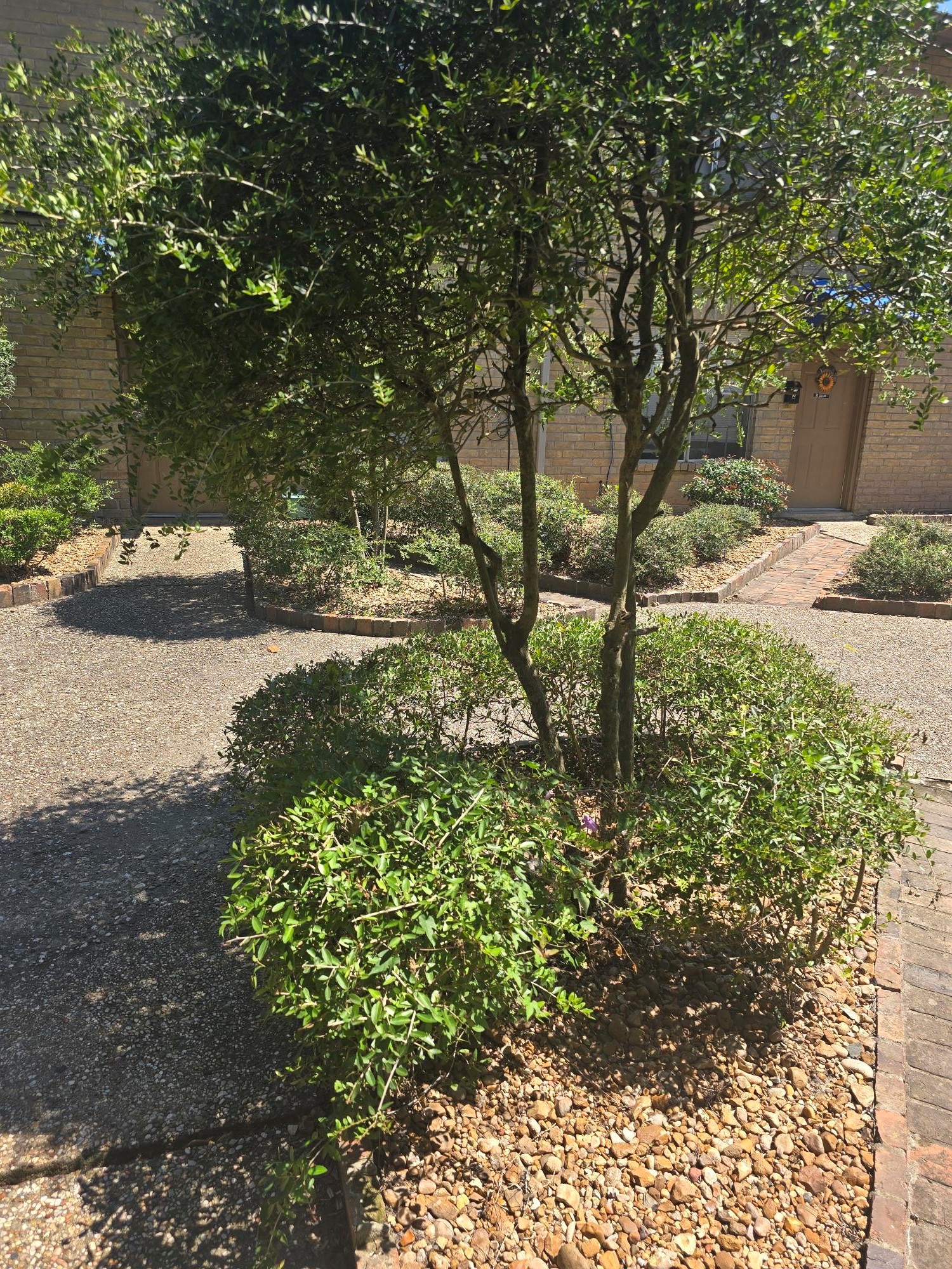 600 Hilliard Street, Unit 2 Conroe, TX 77301 - Photo 17 of 21 a view of a yard with plants and large trees