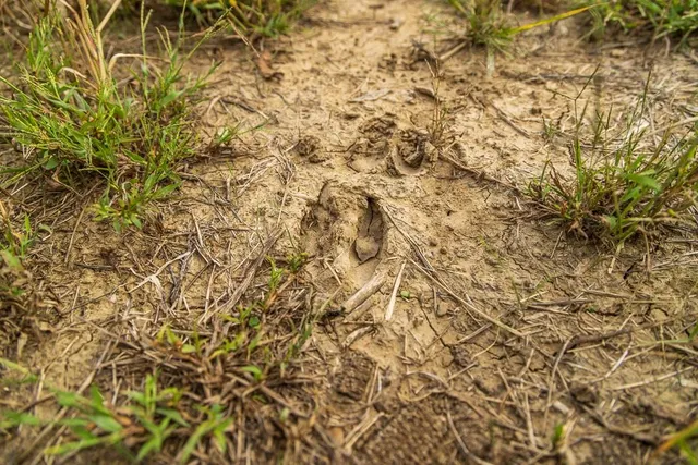 $1,000,000 | 0 East State Rte P Highway, Pleasant Hill, MO 64080