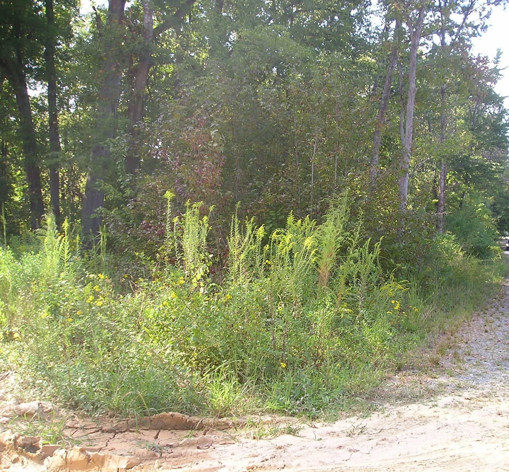 0 Old Monroe Marshville Road Wingate, NC 28174 - Photo 3 of 8