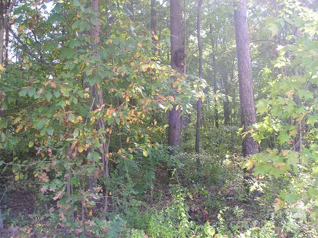 a view of a yard with potted plants and large trees