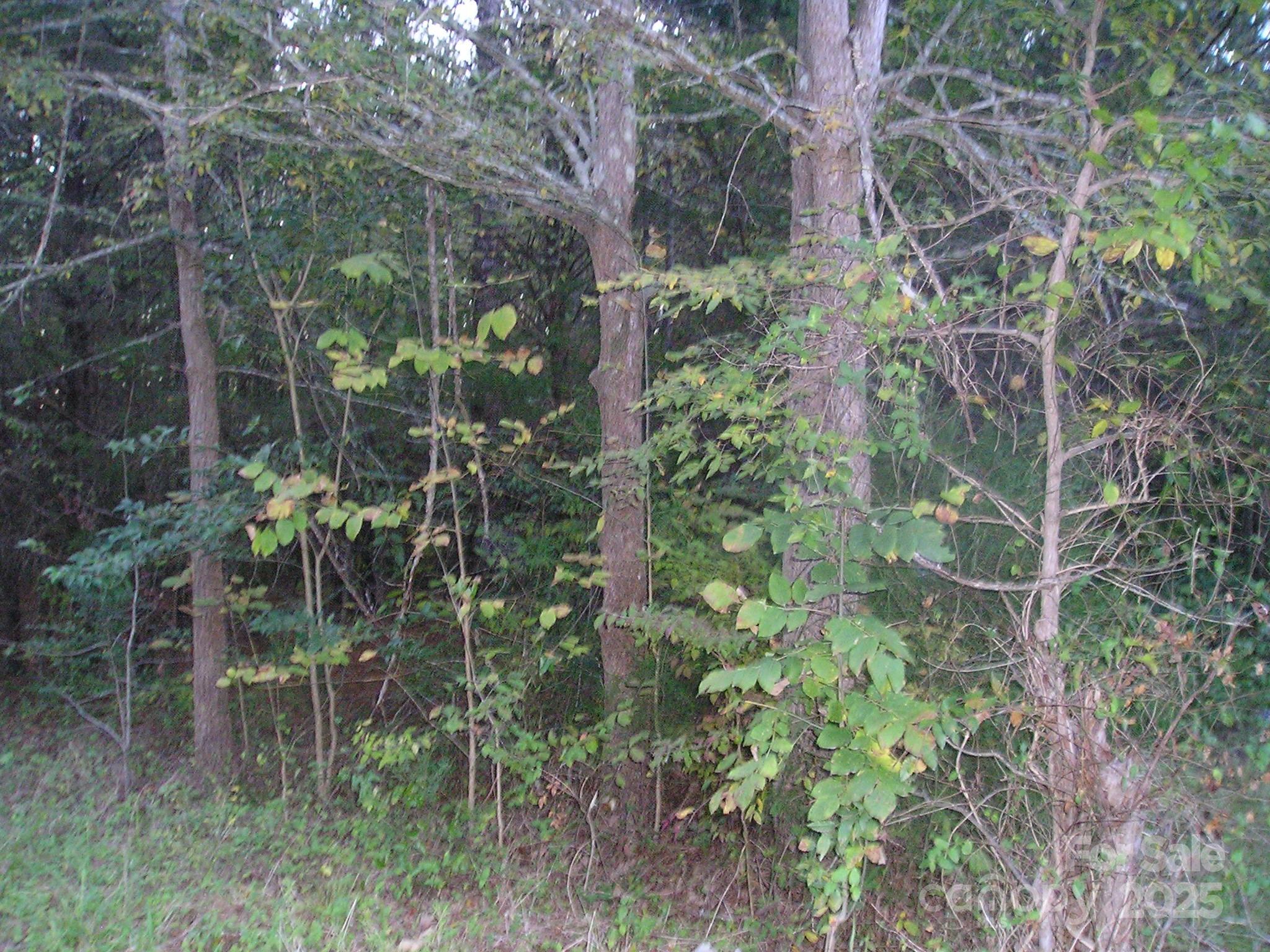 0 Old Monroe Marshville Road Wingate, NC 28174 - Photo 7 of 8 a view of a plant in a garden