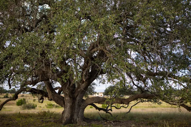 $699,999 | 0 Vaquero Vista Trail, Briggs, TX 78608