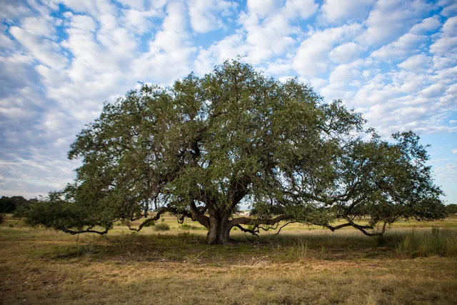 $699,999 | 0 Vaquero Vista Trail, Briggs, TX 78608