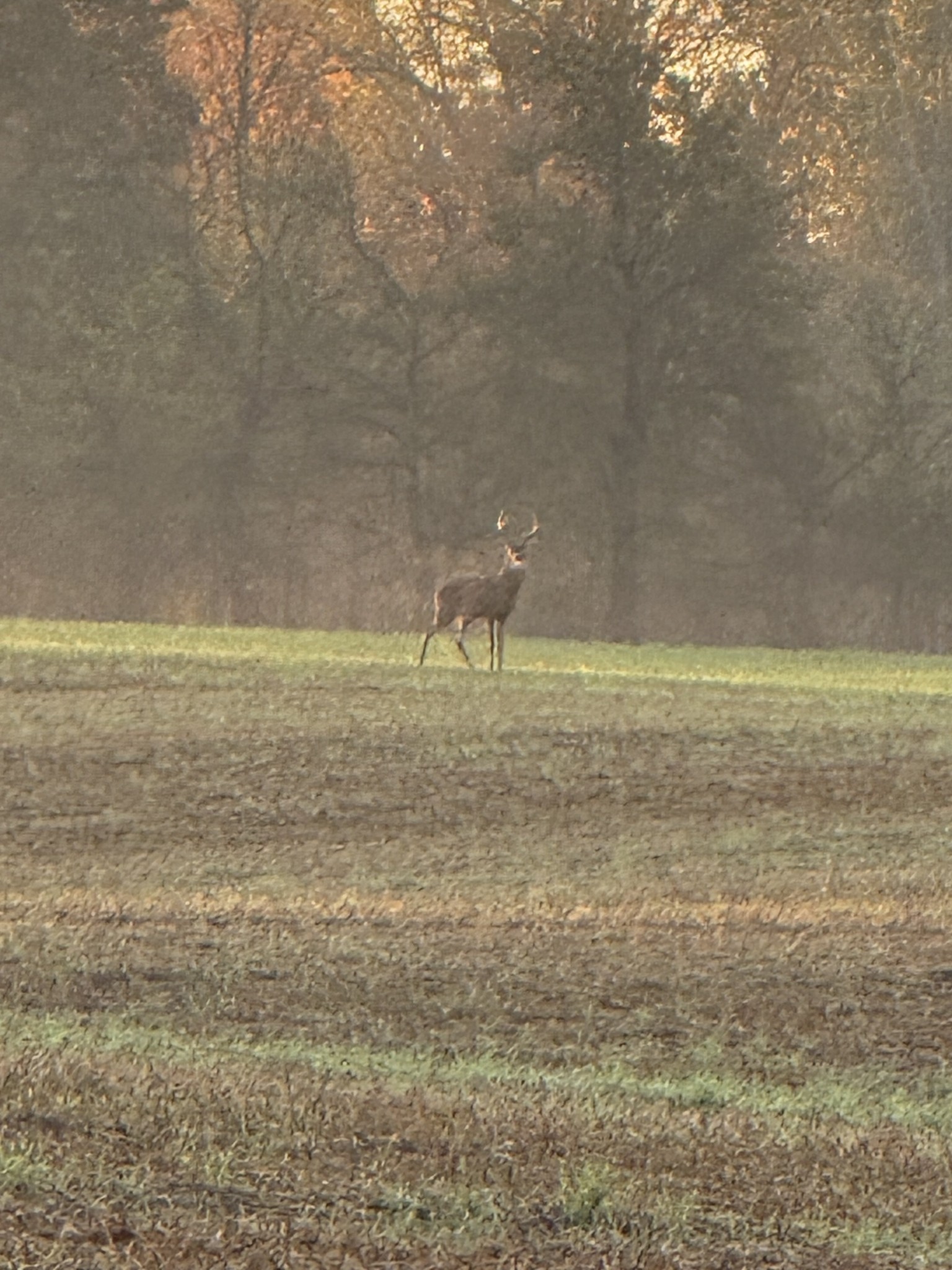205 Pumpkin Valley Road Indian Mound, TN 37079 - Photo 1 of 2
