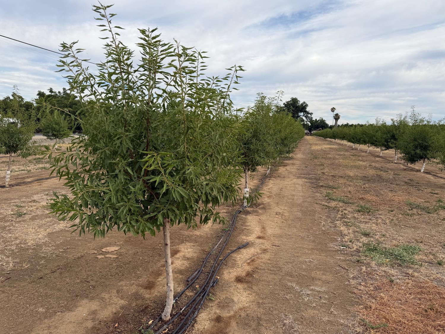 0 Williston Road Live Oak, CA 95953 - Photo 4 of 8