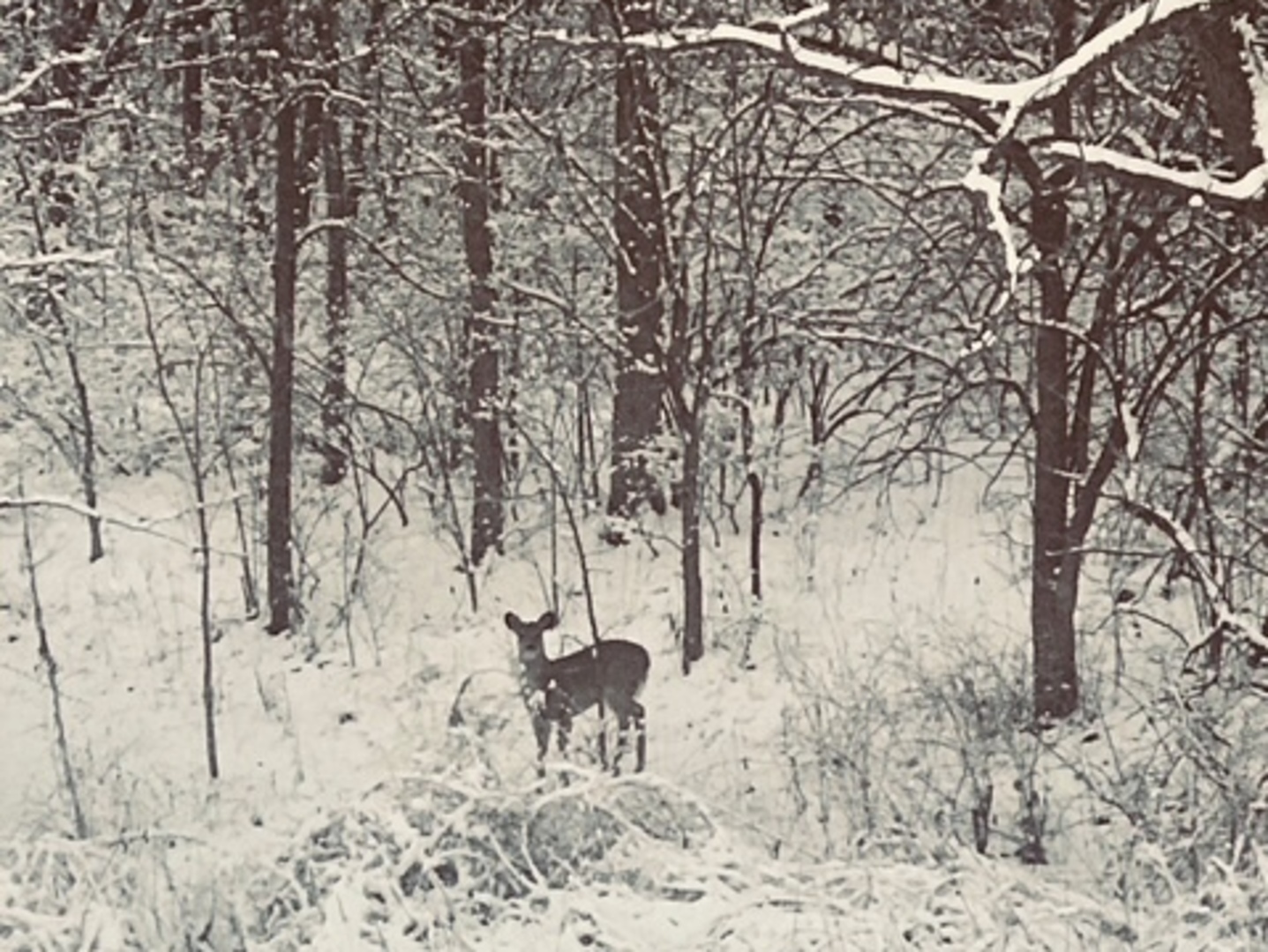 5897 Country Meadow Lane Clinton, IL 61727 - Photo 53 of 59 a view of covered with snow