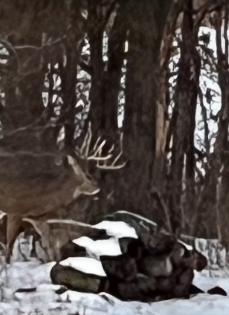 5897 Country Meadow Lane Clinton, IL 61727 - Photo 55 of 59 a close up of a tree in a room