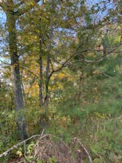 543 Russell Brothers Road Sharps Chapel, TN 37866 - Photo 5 of 15 45229
