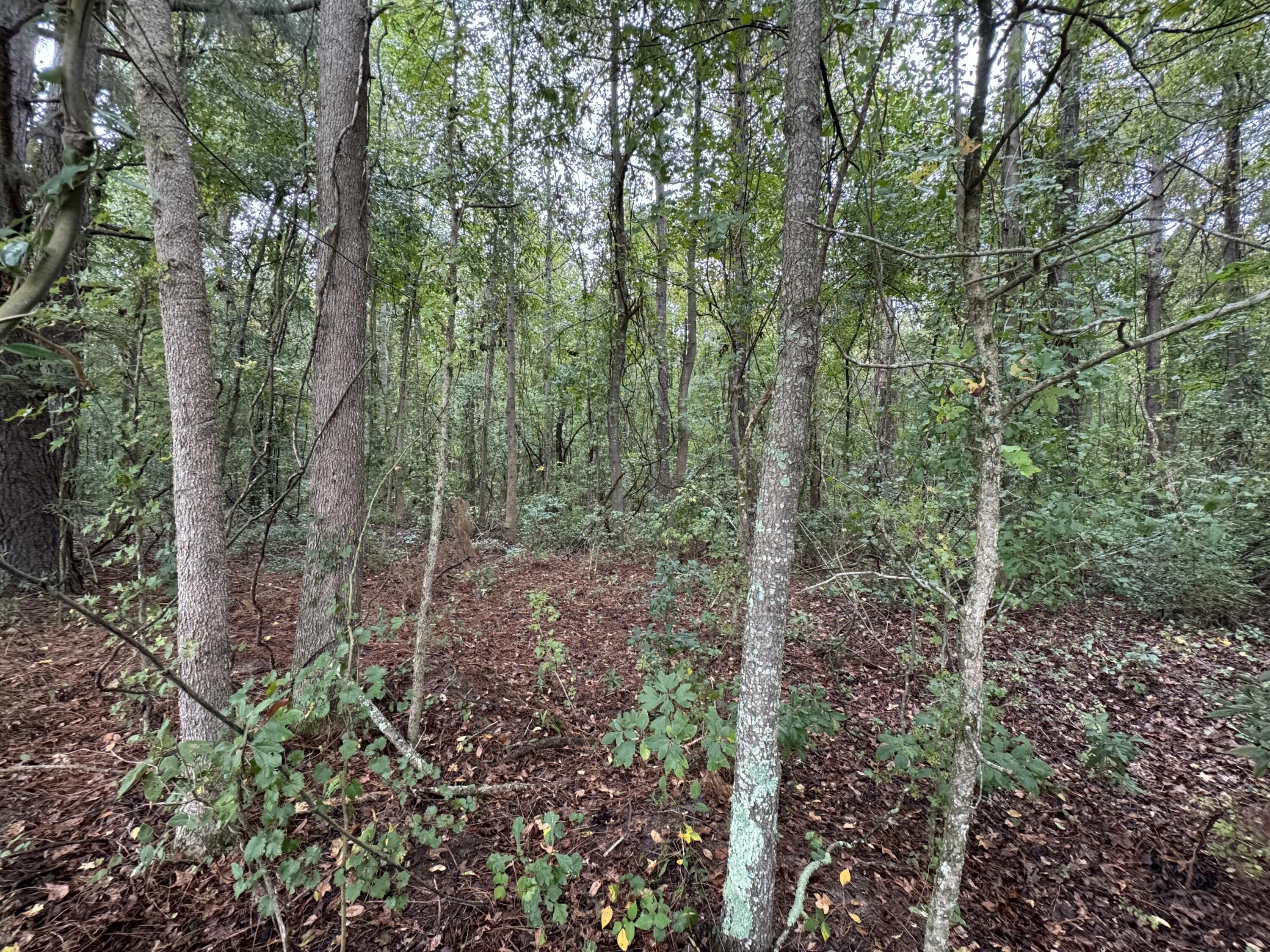 Tbd James Martin Road, Unit 5 Manning, SC 29102 - Photo 2 of 3 lot 5