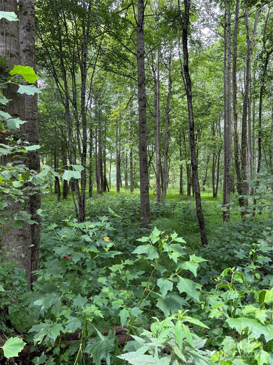 551 Lookout Dam Road Statesville, NC 28625 - Photo 6 of 6 a backyard of a house with lots of green space
