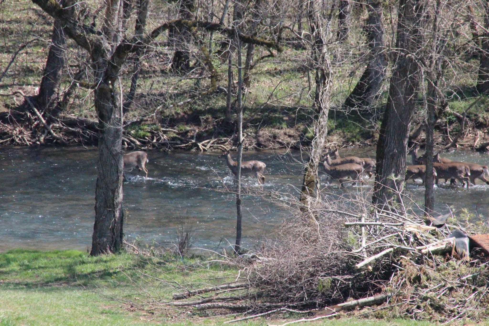 2916 Grove Road Mascot, TN 37806 - Photo 16 of 21 Gallery Image 16