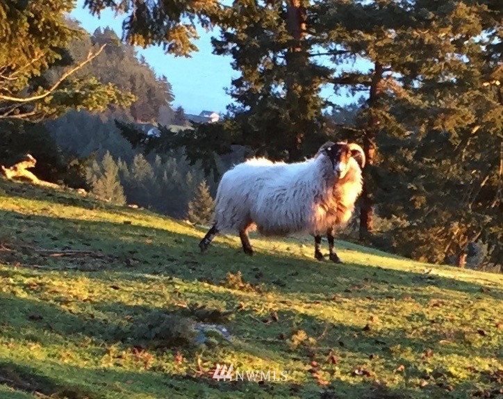 4-dh 4-dh 4-dh Decatur Street Northwest Anacortes, WA 98221 - Photo 24 of 24 a backyard of a house with lots of green space