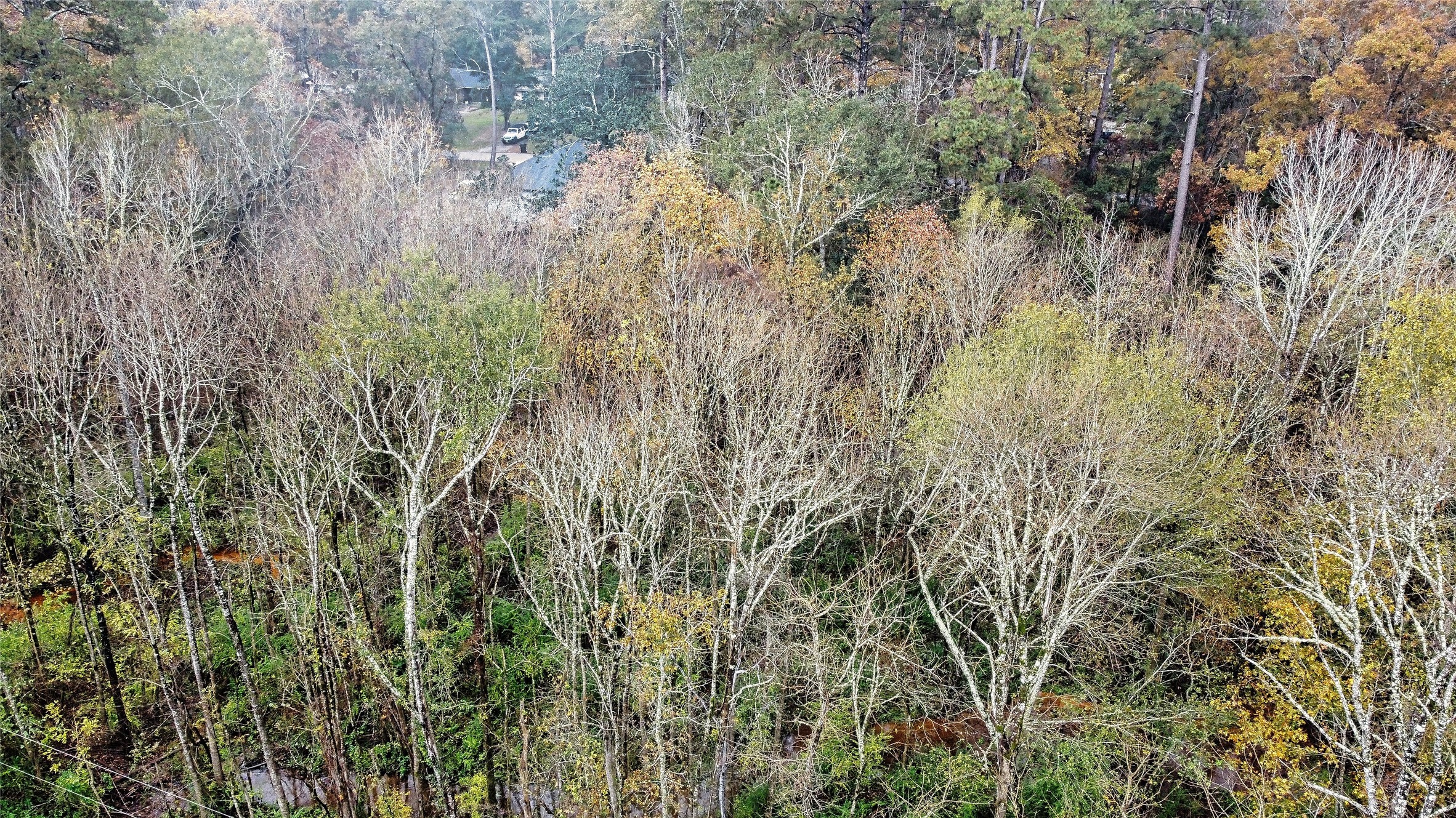 12651 Royal Creek Road Conroe, TX 77303 - Photo 7 of 13 a view of a forest with a tree