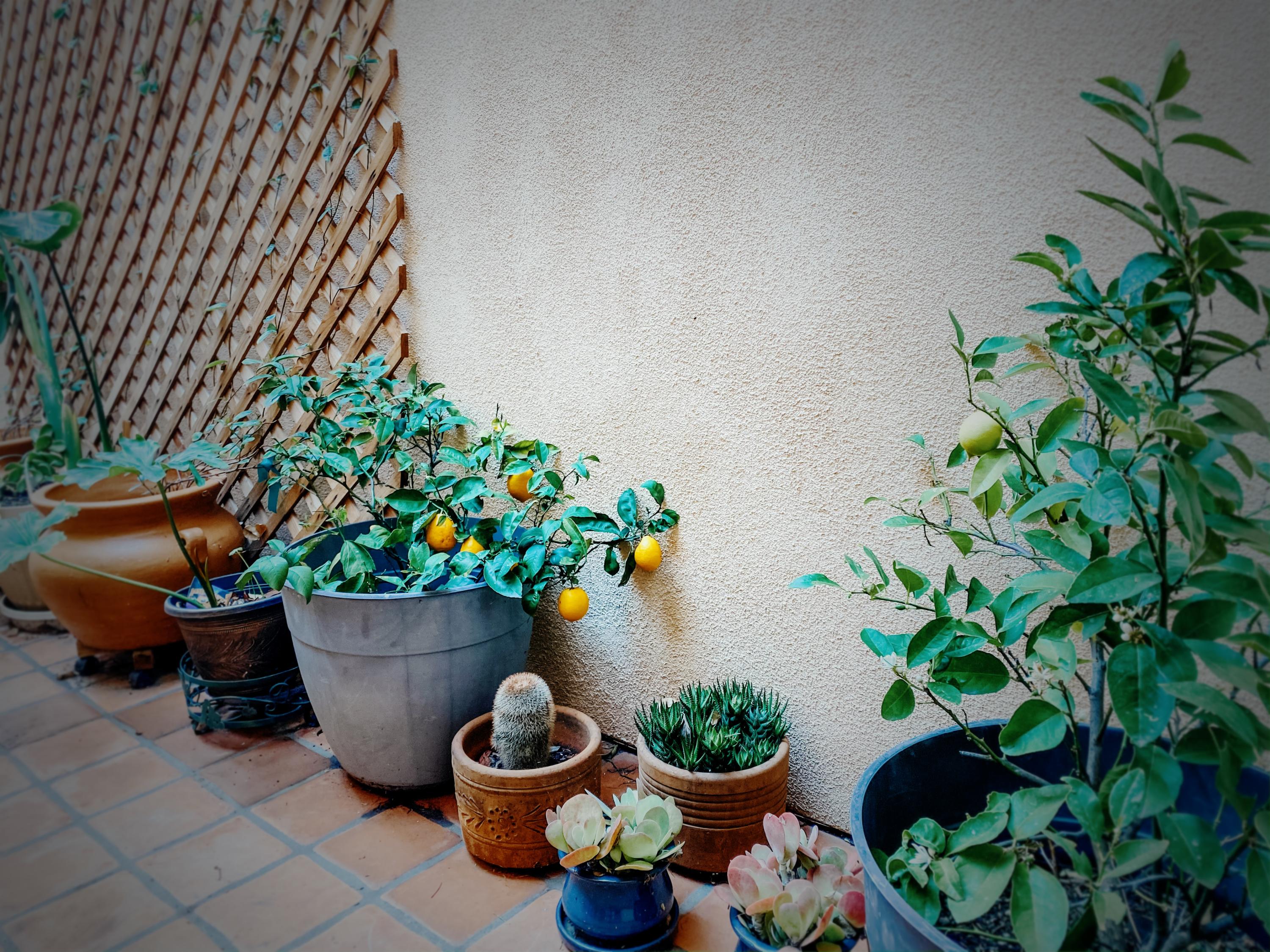 333 Pacific Oaks Road Goleta, CA 93117 - Photo 20 of 26 Patio Garden