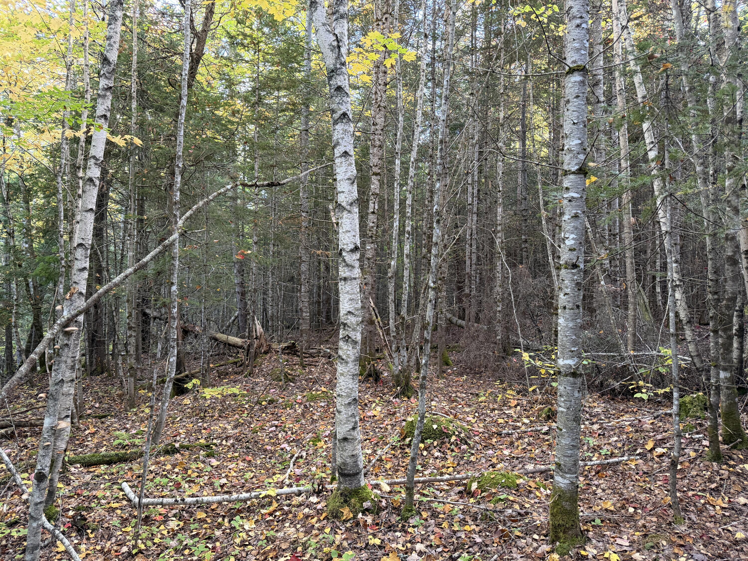 Lot 1-2 West Tucker Ridge Road Springfield, ME 04487 - Photo 12 of 20 IMG_3369