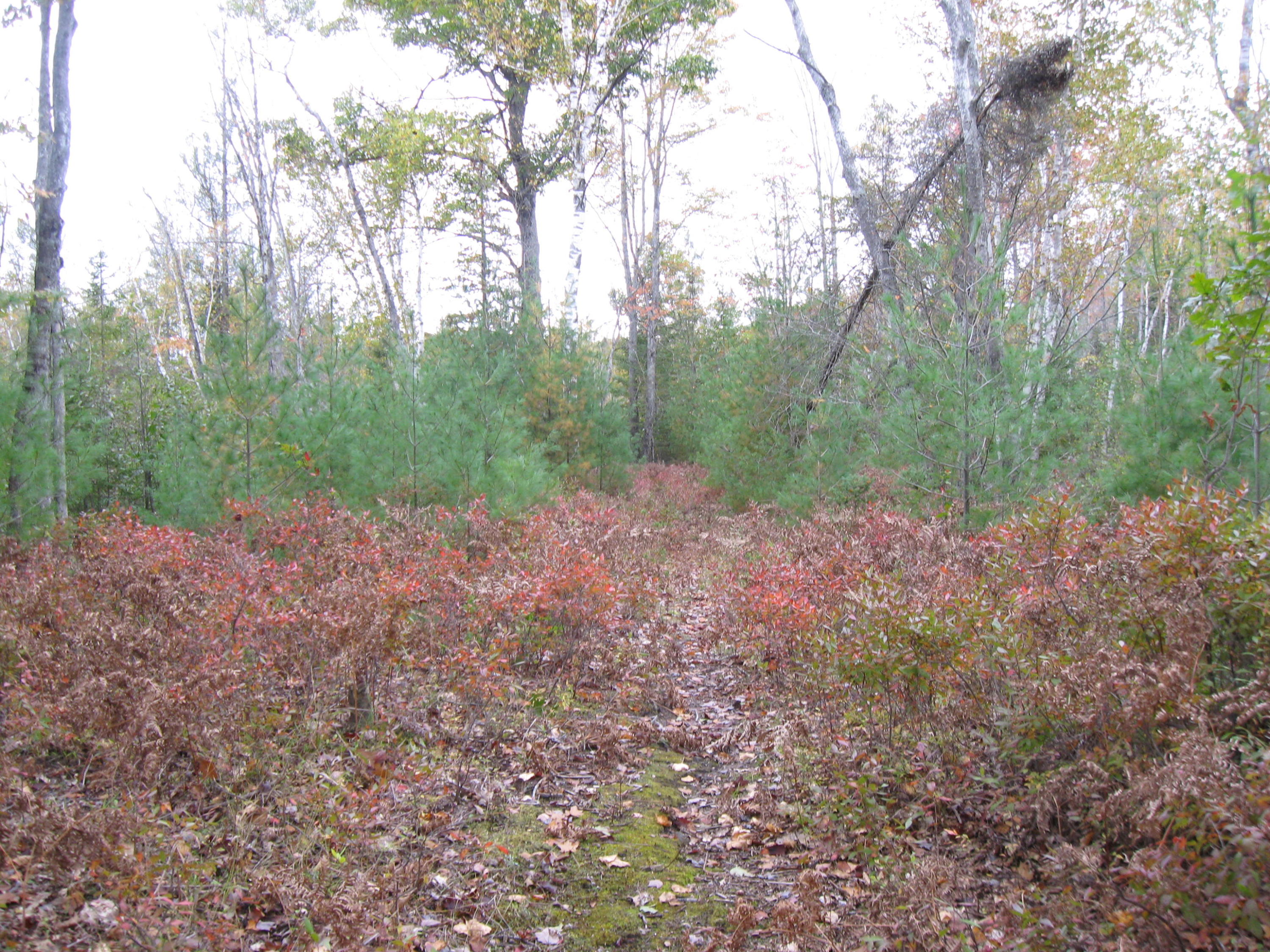 218 Sitting Bull Road Alpena, MI 49707 - Photo 12 of 15 Gallery Image 12