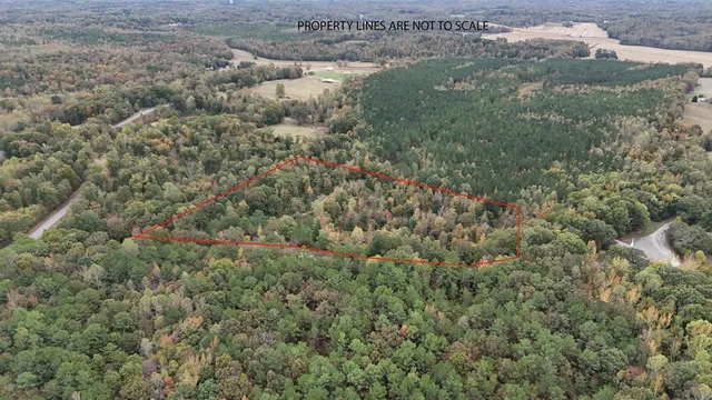 a view of a forest with a street