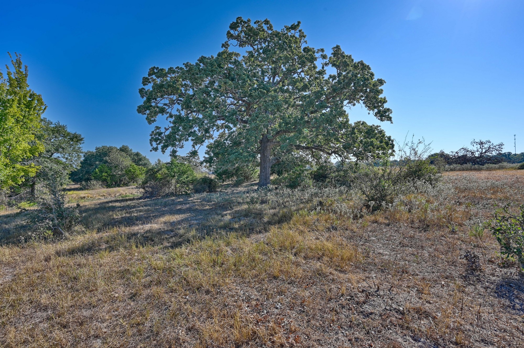 Tbd Ullrich Road Carmine, TX 78932 - Photo 24 of 24 This photo showcases a serene, open landscape with a prominent, mature tree in the center, surrounded by grassy terrain and scattered shrubs. Ideal for those seeking a natural, expansive setting with plenty of sunlight.
