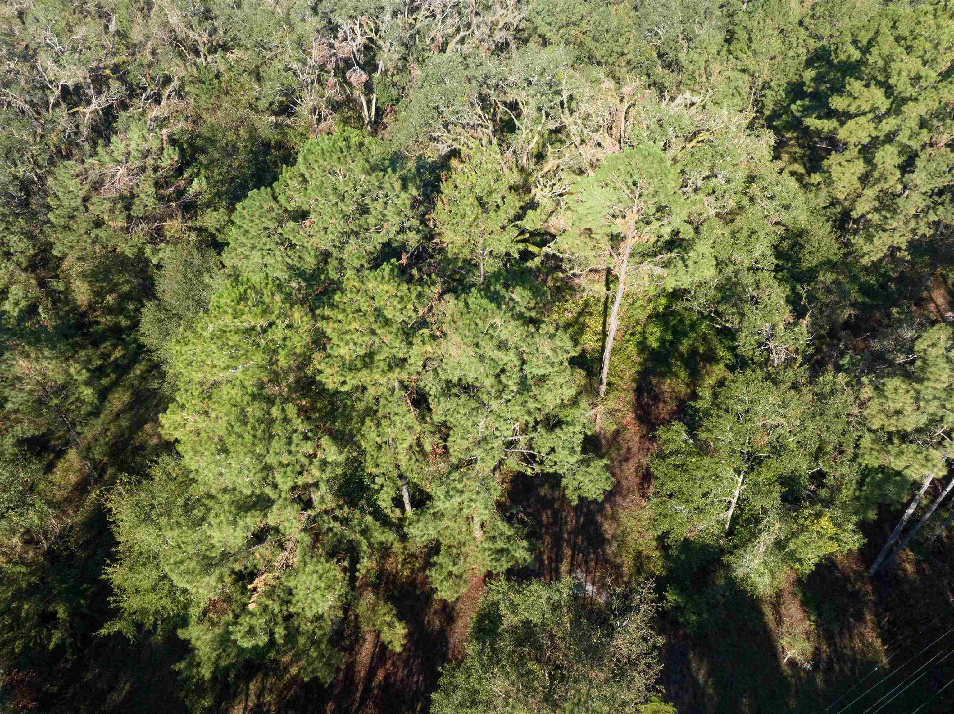 29.54 Osteen Road Perry, FL 32347 - Photo 8 of 21