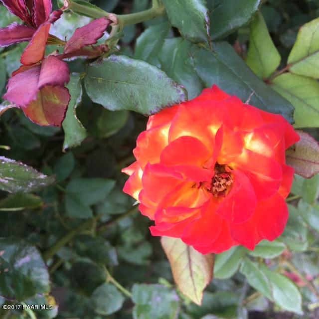 255 South Reed Road Chino Valley, AZ 86323 - Photo 28 of 50 roses in garden