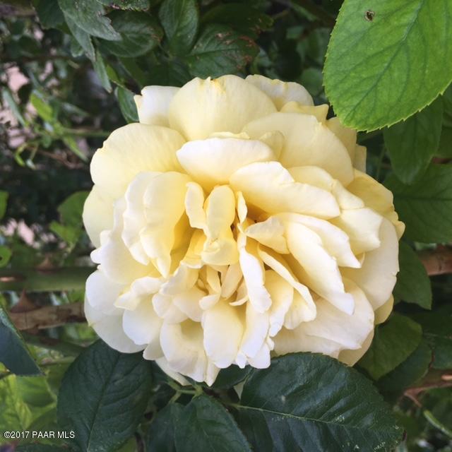 255 South Reed Road Chino Valley, AZ 86323 - Photo 29 of 50 roses in garden