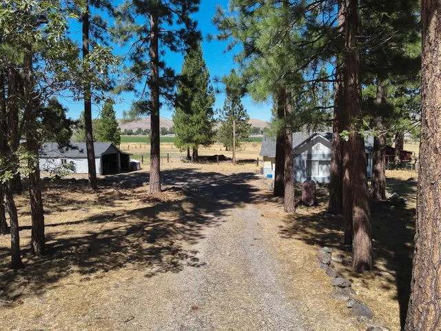 a view of a yard with large trees