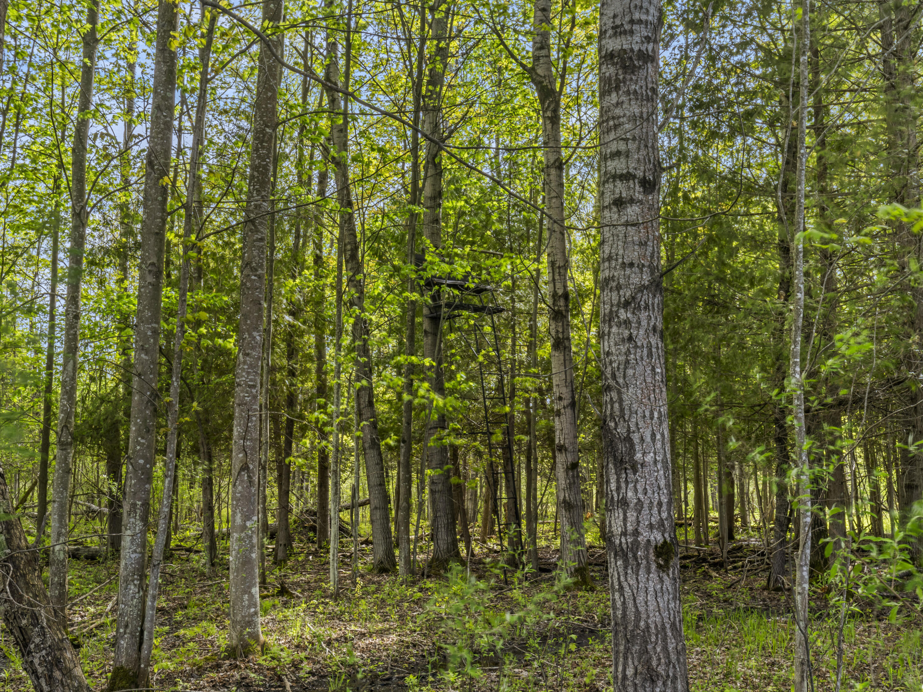 0 Dzuibanek Road Thompsonville, MI 49683 - Photo 16 of 21 0S5A8044