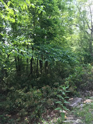 a view of a lush green forest