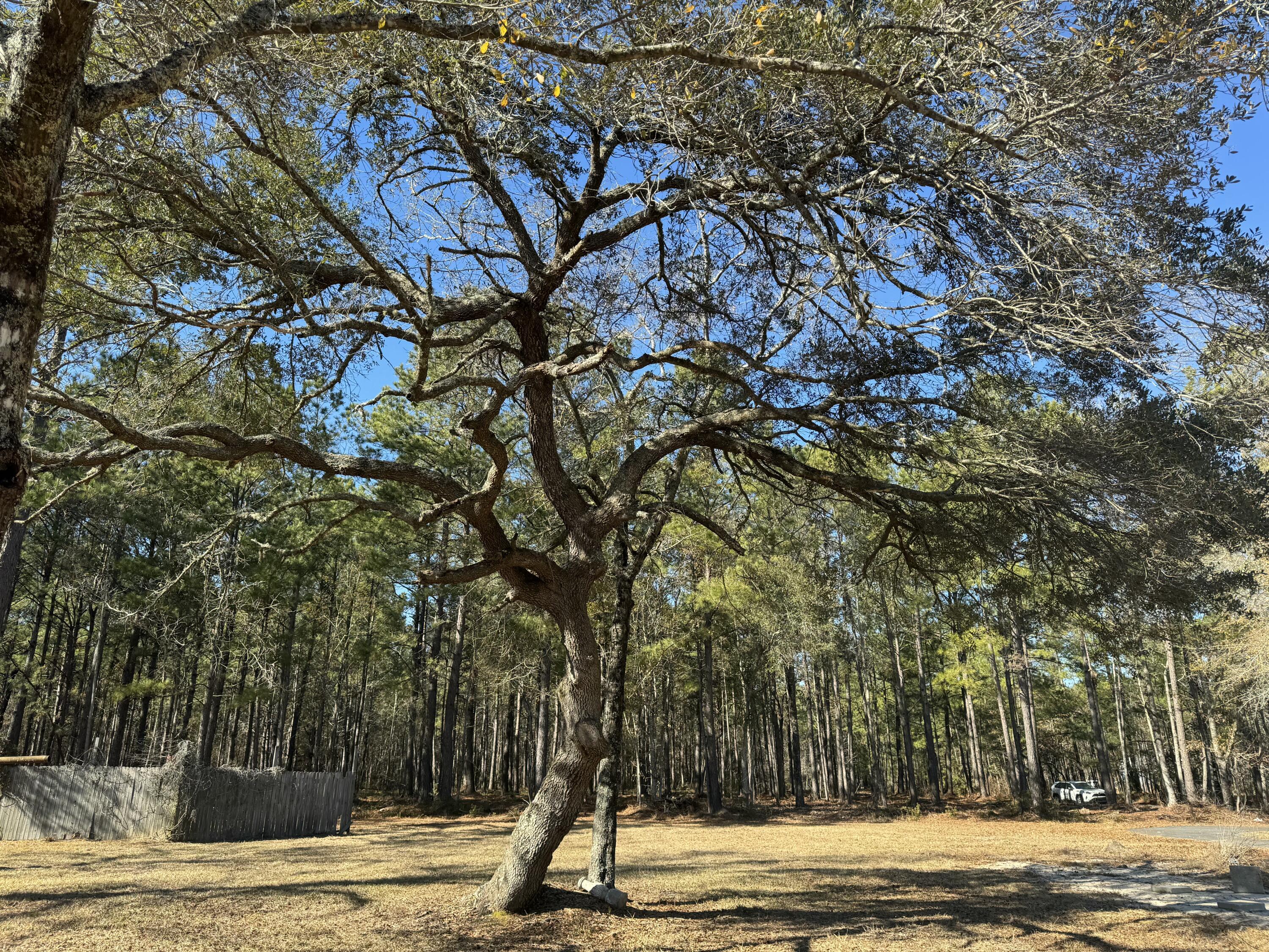 0 Brewer Road Summerville, SC 29483 - Photo 13 of 17 tempImageu8Kst1