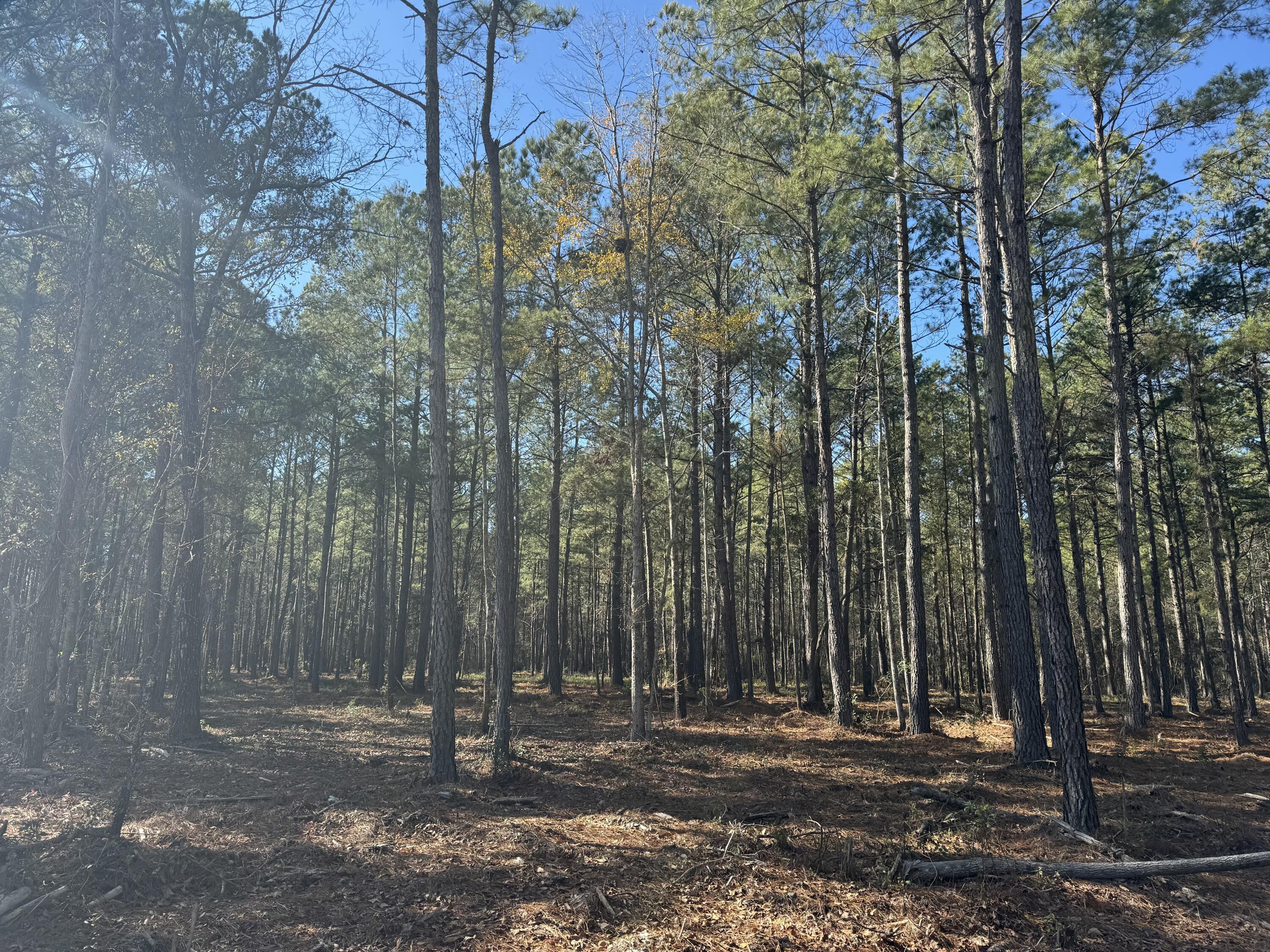 0 Brewer Road Summerville, SC 29483 - Photo 14 of 17 tempImageLMykh9