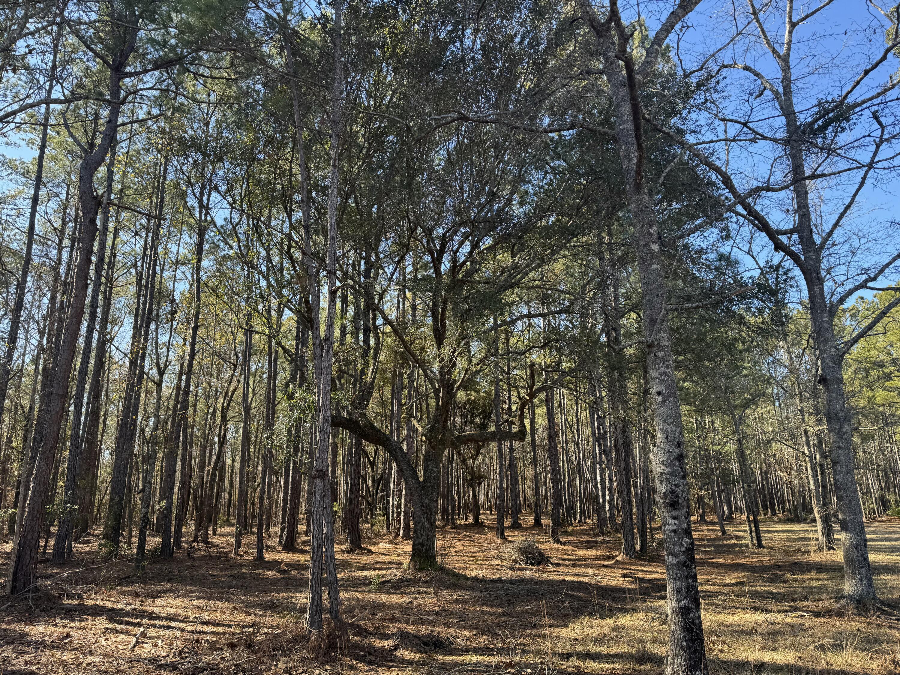 0 Brewer Road Summerville, SC 29483 - Photo 7 of 17 tempImageW9OvhG