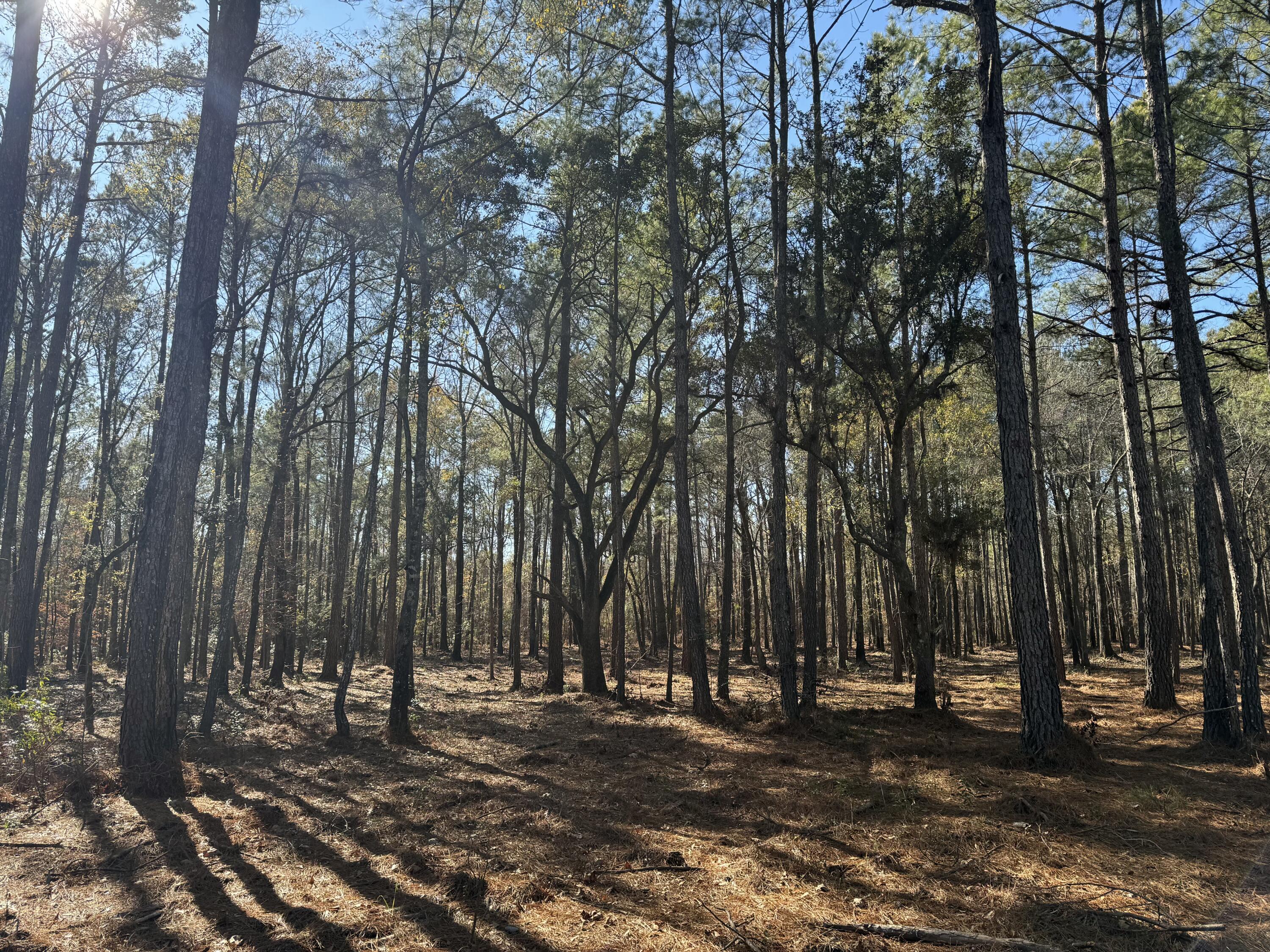 0 Brewer Road Summerville, SC 29483 - Photo 9 of 17 tempImageTZ0mdj