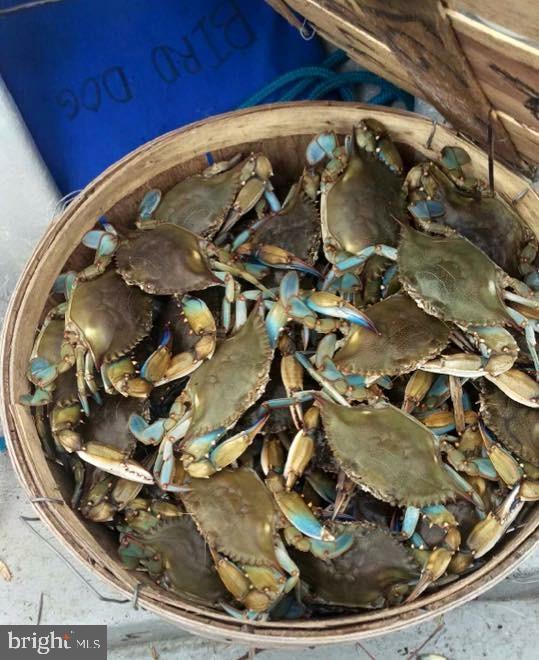 111 Janwall Street Annapolis, MD 21403 - Photo 35 of 50 The Maryland Crab! Yummy.