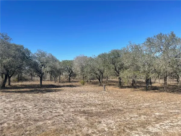 a view of a dry yard