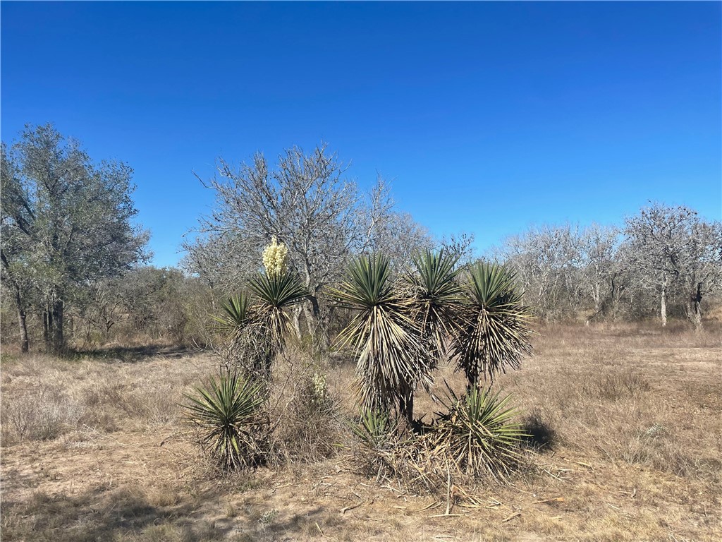 7879 Chestnut Road Beeville, TX 78102 - Photo 35 of 40