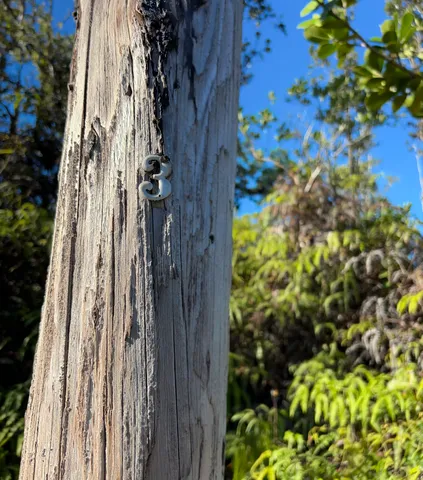 a close up of a plant