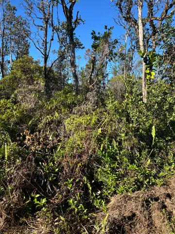 a view of a tree with a tree