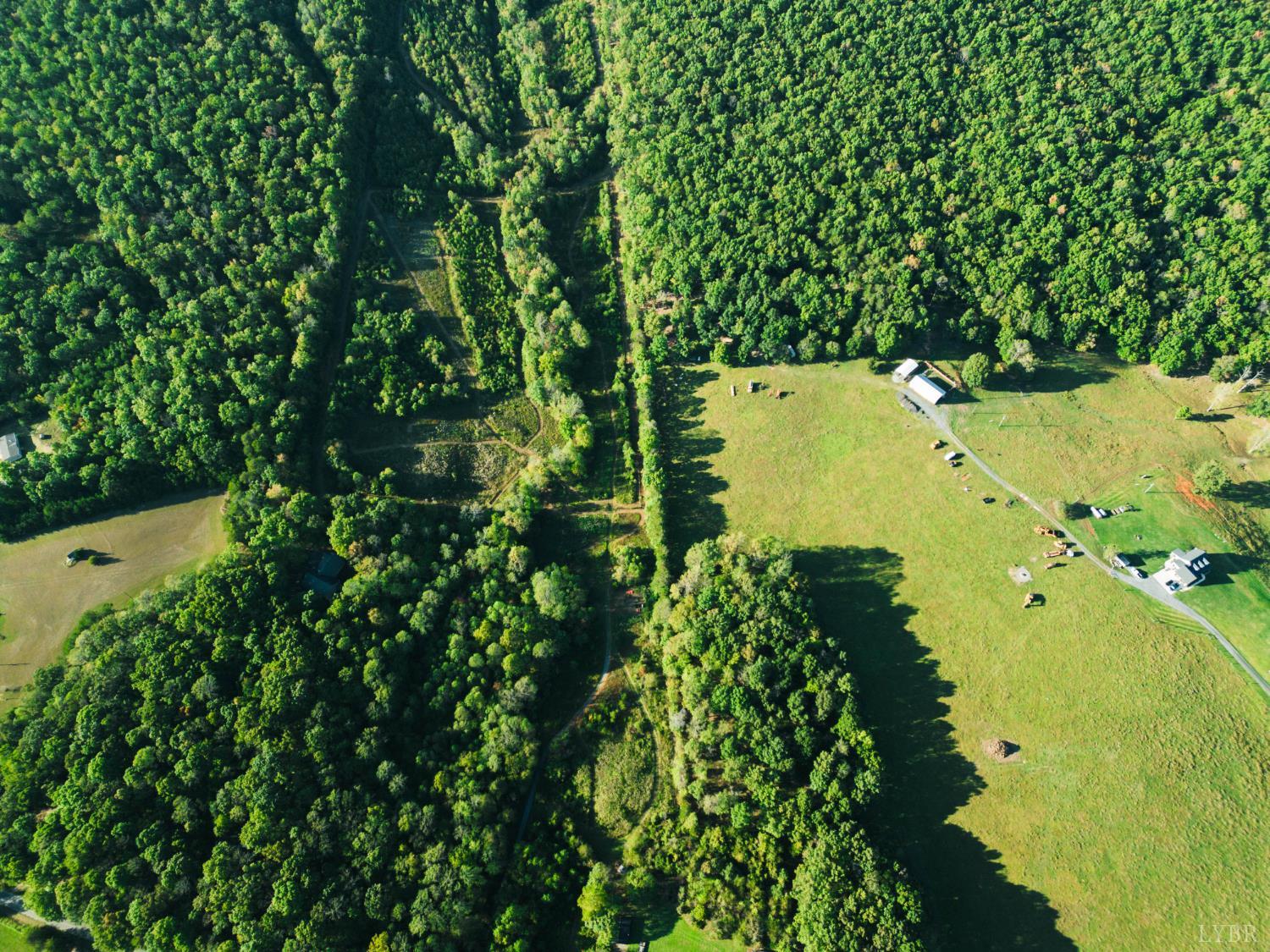2287 Johnson Creek Road Evington, VA 24550 - Photo 61 of 70 a view of a yard with plants and large trees